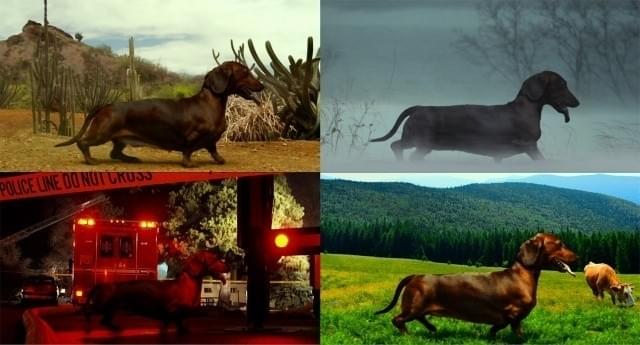 ダックスフンドがアメリカ中をさまよう