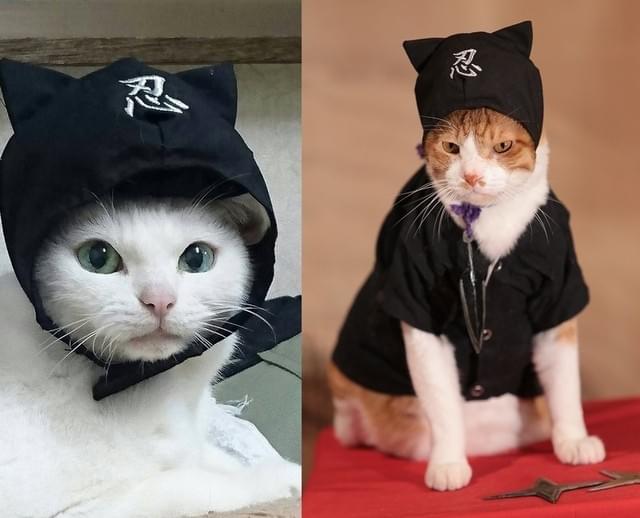 メディアに引っ張りだこのスター猫あなご(左)と新作主演の金時