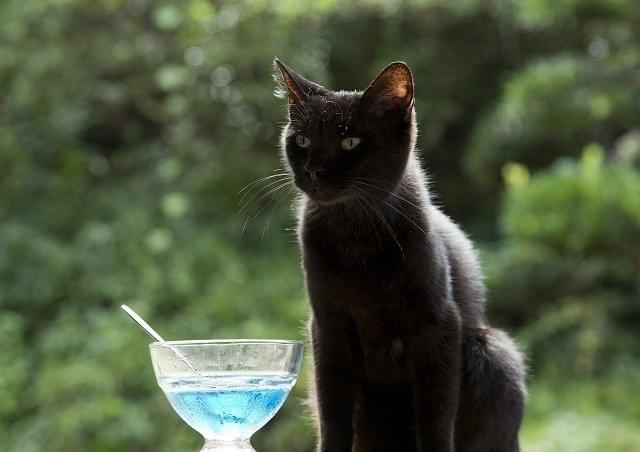 物語の鍵を握るネコ・りんご