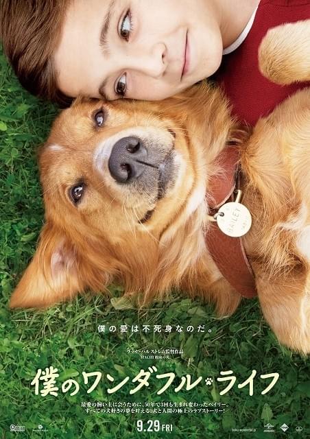 かつての愛犬が転生したら…L・ハルストレム監督「僕のワンダフル・ライフ」9月公開