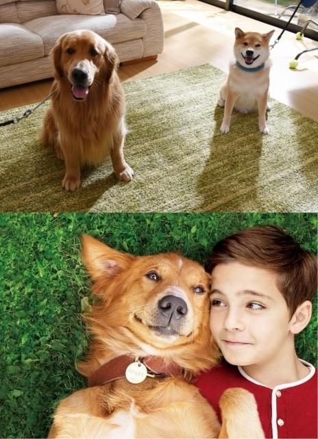 AmazonのCM犬ゼウス×インスタ犬まる、夢のコラボ！「僕のワンダフル・ライフ」TVスポット公開