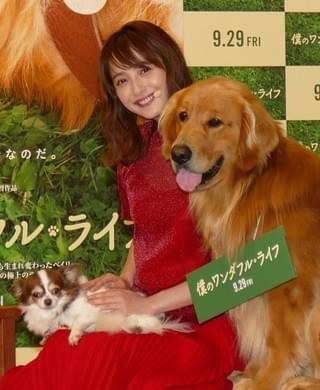 愛犬家・佐々木希、「僕のワンダフル・ライフ」に「とにかく泣きました」
