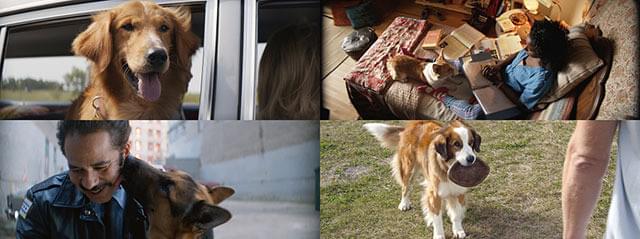 4匹だけど同じ犬！キュートな名演収めた「僕のワンダフル・ライフ」特別映像公開