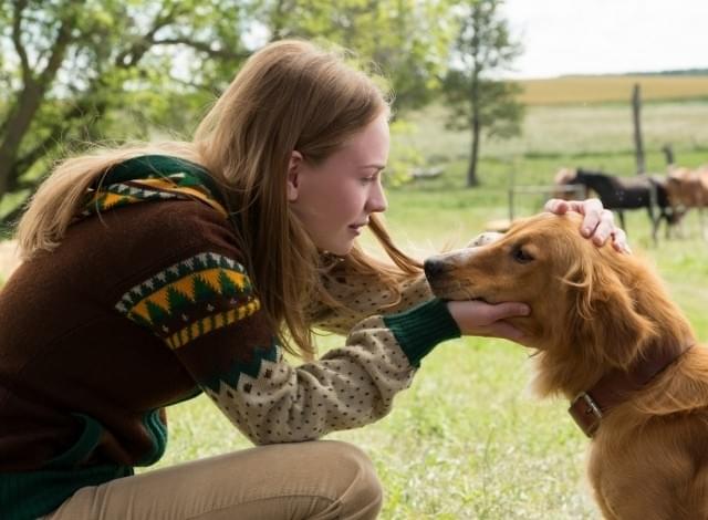 「僕のワンダフル・ライフ」特別映像公開！原作誕生の陰にはあるカップルの愛の物語があった
