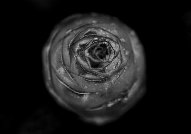 春馬が撮影した美しき写真