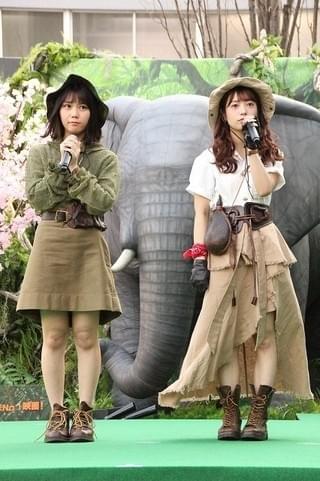 加山雄三、乃木坂46・斉藤優里＆川後陽菜と「マジジュマンジー！」絶叫