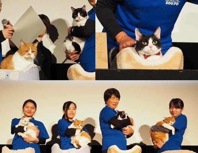 「旅猫」ナナ、ふてニャンら“人気猫”集結！“ネコデミー賞”は誰の肉球に？