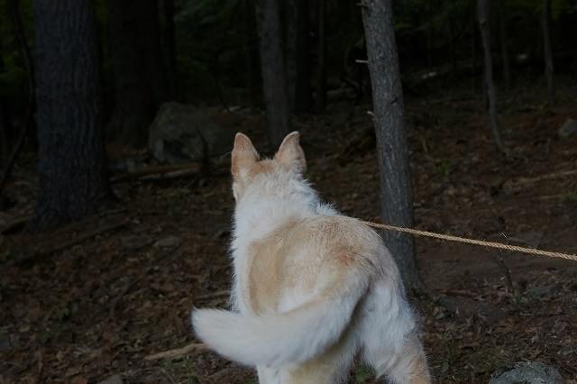 犬が森の奥に見たものとは？