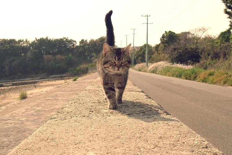 猫好き、悶絶必至！「ねことじいちゃん」秘蔵カット全網羅