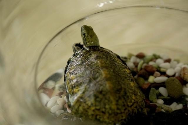 「カメラを止めるな！」クリエイター集結の新作映画が今夏公開！9日間で撮了