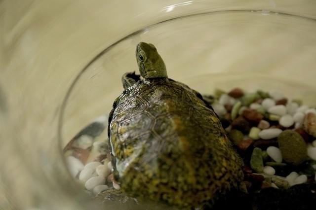 “三角関係”“復讐”“カメ”がキーワード