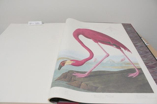 劇中に登場する「アメリカの鳥類」の複製本