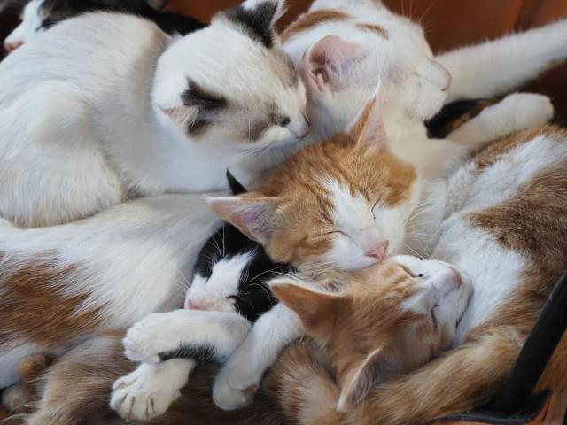 中村倫也、劇場版「岩合光昭の世界ネコ歩き」第2弾のナレーションを担当「ねこって飽きない」