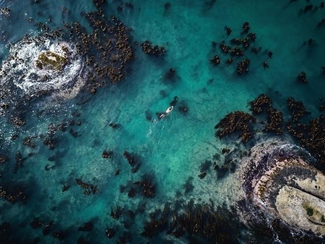 「オクトパスの神秘 海の賢者は語る」