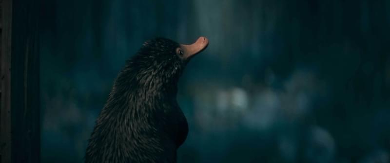 ニフラーたちはヒーロー級の活躍？ 「ファンタビ」最新作の魔法動物たちを紹介する特別映像