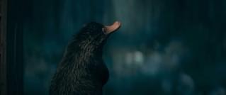 ニフラーたちはヒーロー級の活躍？ 「ファンタビ」最新作の魔法動物たちを紹介する特別映像