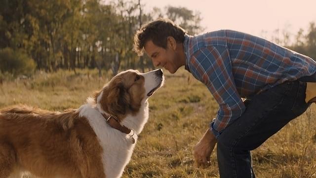 【登場する犬】バディ(ベイリー):前作のラストでイーサンと再会したベイリーの生まれ変わり の“ボス・ドッグ”。イーサンから、CJを守ってくれと頼まれる