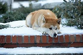 Akita dog is generally known as a faithful dog, but...