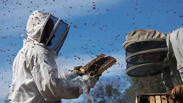 ミツバチの生態の面白さを描いた、良質な科学ドキュメンタリ