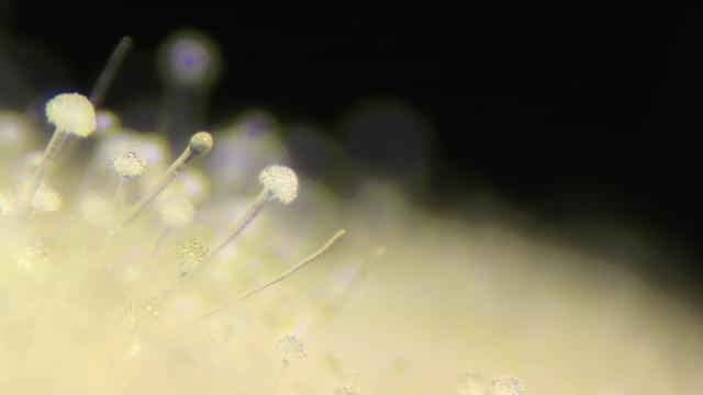 美しいマクロ映像に驚く