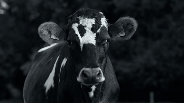 「GUNDA グンダ」