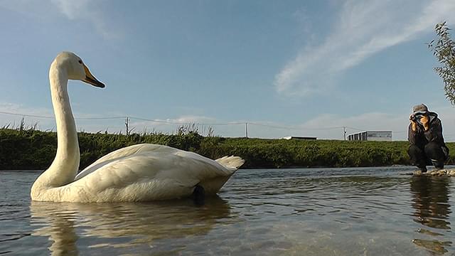 「私は白鳥」