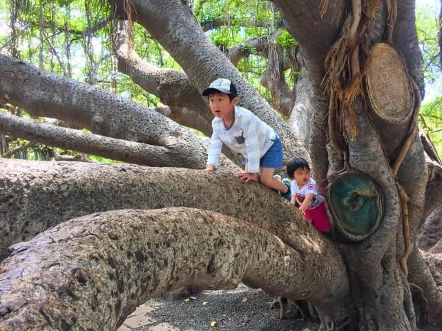 バニヤン・ツリー