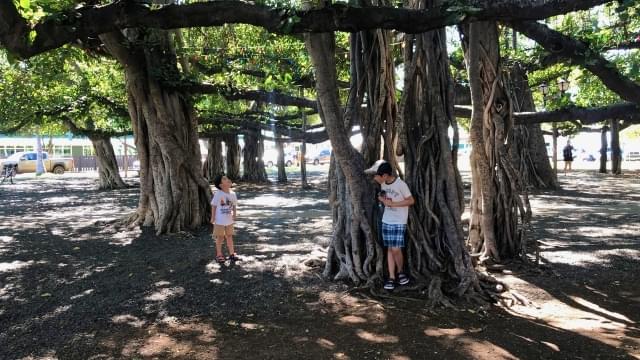 バニヤン・ツリー