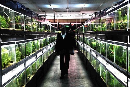 表では地域最大を誇る熱帯魚店経営者の顔を持つが……