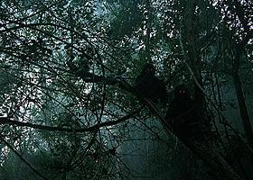 「スター・ウォーズ」のチューバッカのような精霊