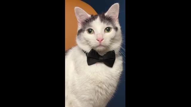 猫のフロド役・シュニッツェル君 特別インタビュー映像