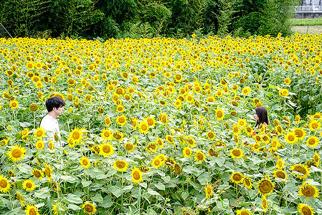 土屋太鳳の「盤上の向日葵」の画像