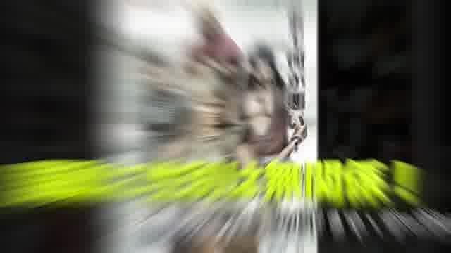 「インド大映画祭2024」予告編