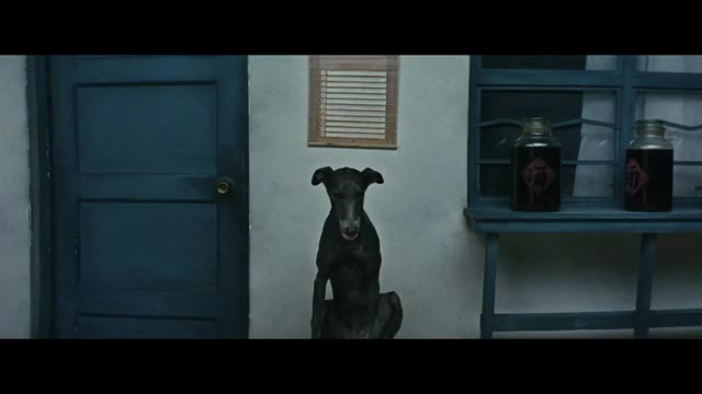 犬の名演技まとめ映像