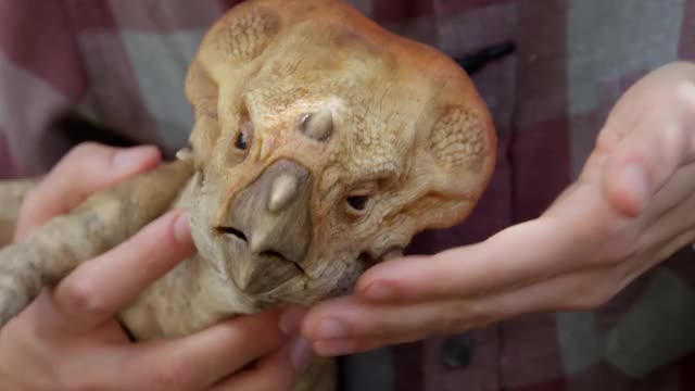 特別映像：ドロレスとの出会い