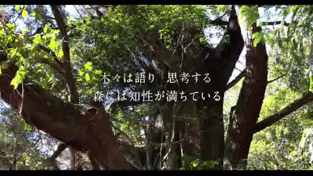 森に聴く Listen to the Forest : 作品情報・キャスト・あらすじ・動画