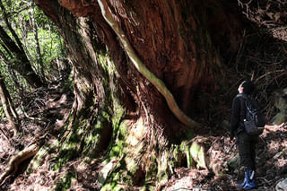 森に聴く Listen to the Forest