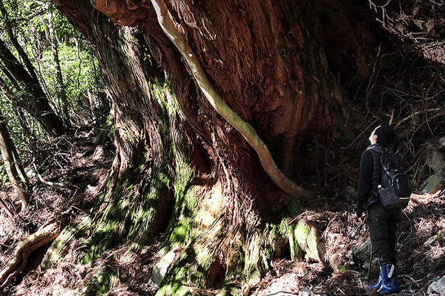 森に聴く Listen to the Forest