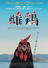 雌鶏