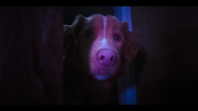 本編映像