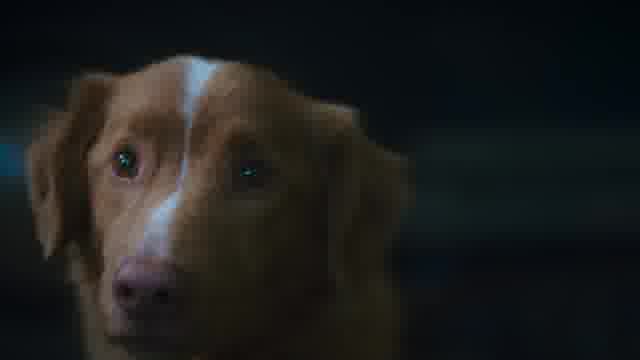 特報