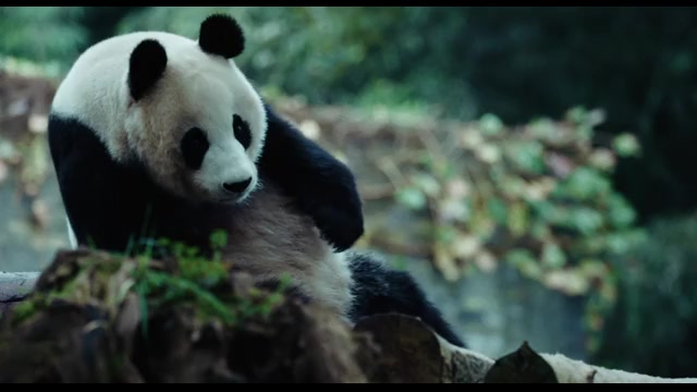 ティザー予告編