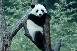 パンダのすごい世界