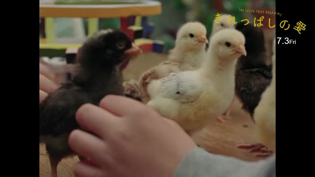 本編映像：“ヒヨコ”と“チキン”