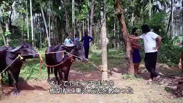 メイキング映像：水牛レース前編