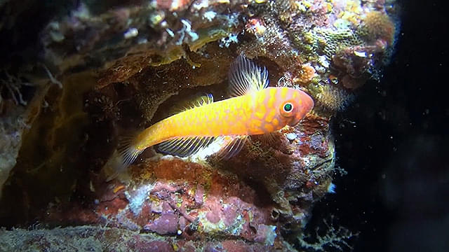 画像5