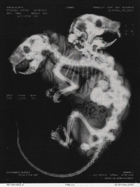 画像17