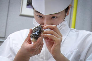 GUN FISH あなたの知らないフグの世界