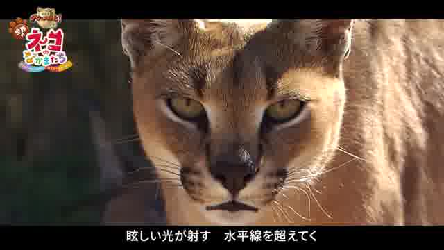 スペシャルムービー