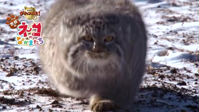 30秒予告